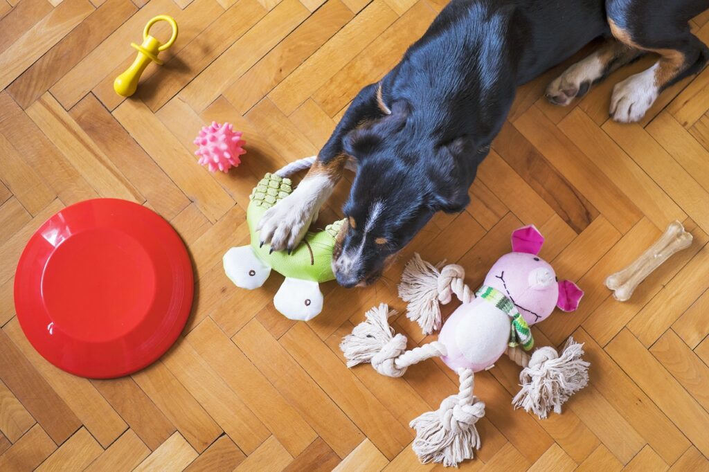 dog toys, dog playing, dog chew toy, dog frisbee, dog rope, animal, dog bone, dog ball, pet, dog, puppy