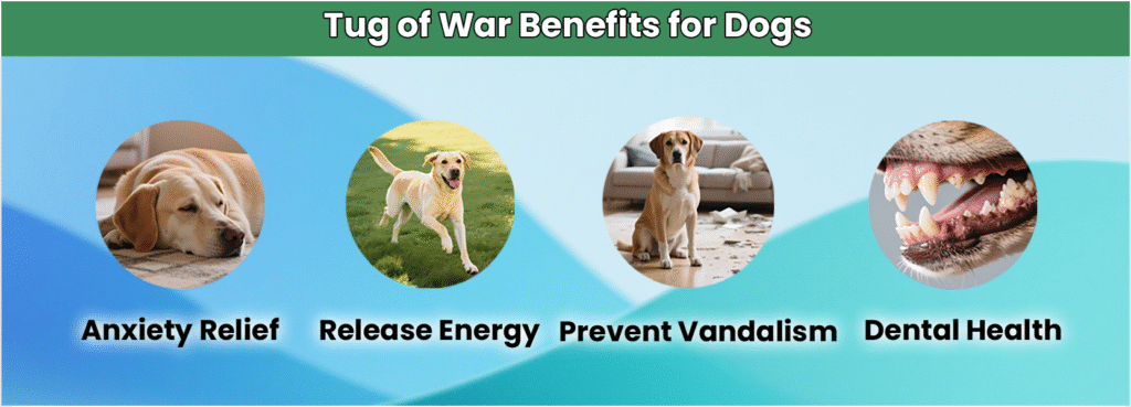 Tug of War Benefits for Dogs