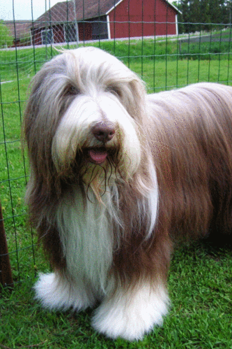 Old English Sheepdog