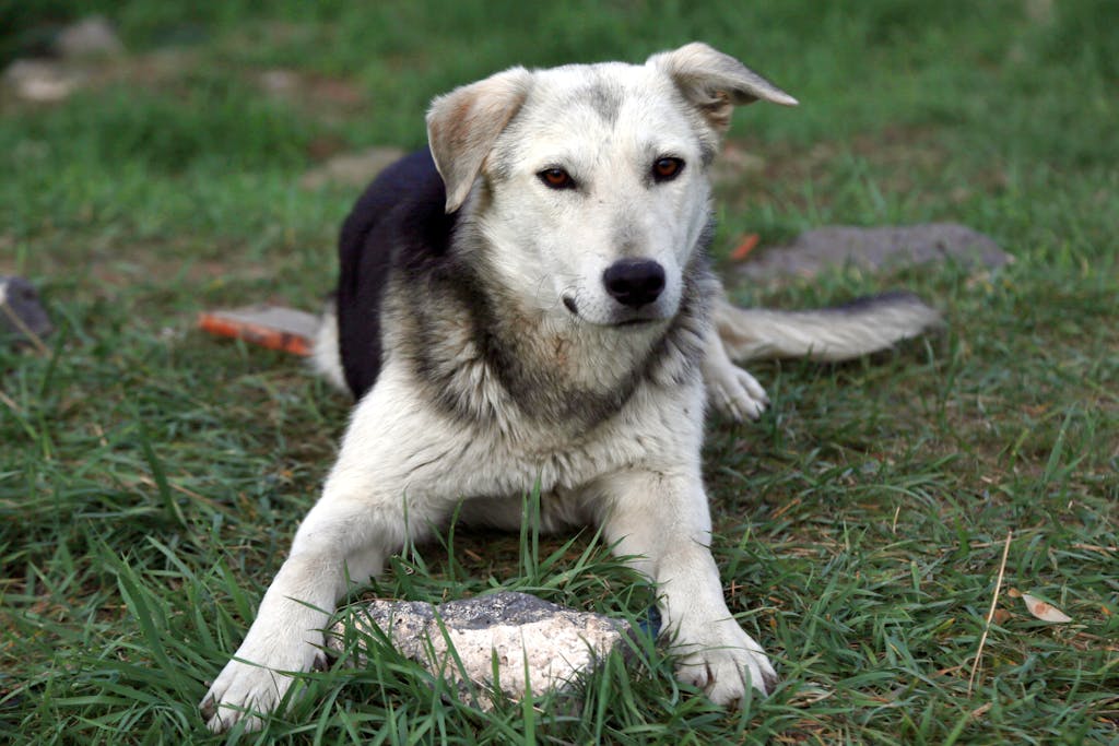 mixed-breed dog or a purebred dog